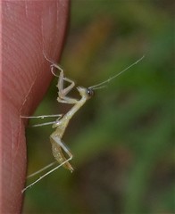 Tenodera superstitiosa