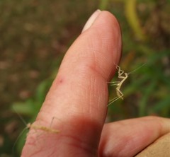 Tenodera superstitiosa