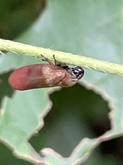 Eoscarta assimilis