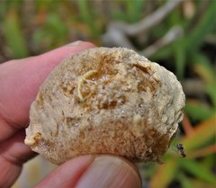 Tenodera superstitiosa