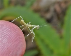 Tenodera superstitiosa