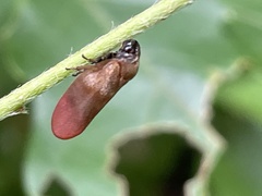 Eoscarta assimilis