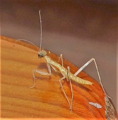 Tenodera superstitiosa