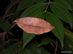 Hypopyra pudens