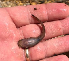 Noturus leptacanthus