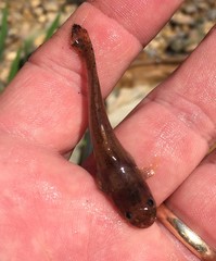 Noturus leptacanthus