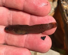 Noturus leptacanthus