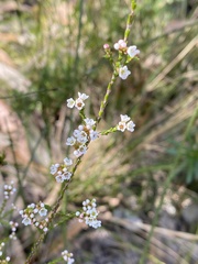 Micromyrtus ciliata