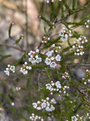 Micromyrtus ciliata