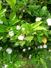 Tabernaemontana alternifolia