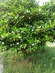 Tabernaemontana alternifolia