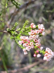 Micromyrtus ciliata