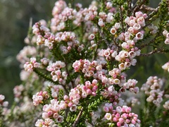 Micromyrtus ciliata