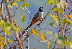 Collared Treepie photo 3