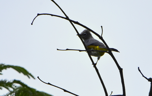 Grey Silky-flycatcher (Ptiliogonys cinereus), photo 7