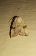 Micrathetis triplex