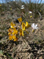 Lebeckia