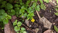 Erythranthe nepalensis