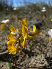 Lebeckia