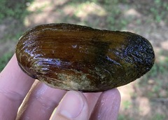 Ptychobranchus subtentus