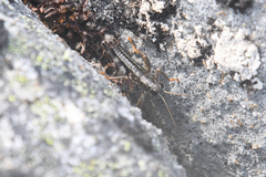 Buckellacris chilcotinae