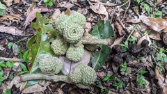 Lithocarpus lepidocarpus