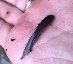 Noturus leptacanthus