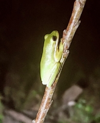 Hyla cinerea