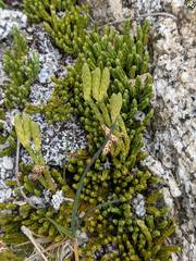 Diphasiastrum sitchense