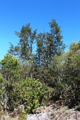 Podocarpus elongatus