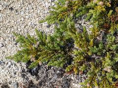 Juniperus communis kelleyi