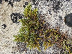 Juniperus communis kelleyi
