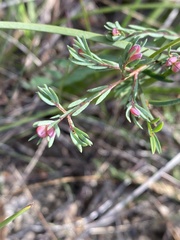 Darwinia biflora