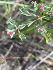 Darwinia biflora