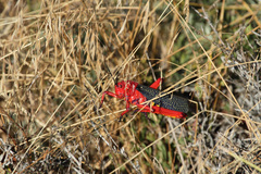 Phymateus morbillosus morbillosus