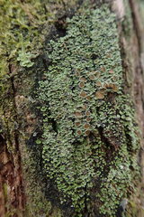 Psoroma asperellum