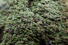 Psoroma asperellum