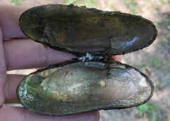 Ptychobranchus subtentus