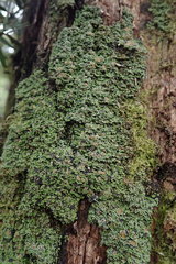 Psoroma asperellum