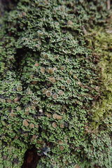 Psoroma asperellum
