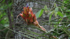 Tillandsia rotundata