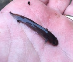 Noturus leptacanthus