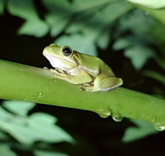 Hyla cinerea