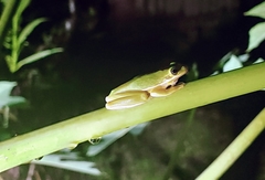 Hyla cinerea