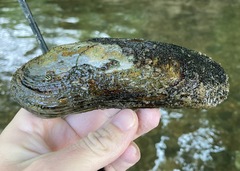 Cumberlandia monodonta