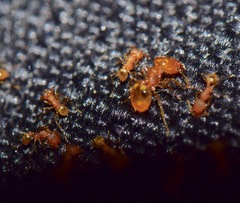 Pheidole