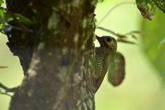 Colaptes auricularis