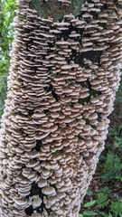 Cerrenaceae