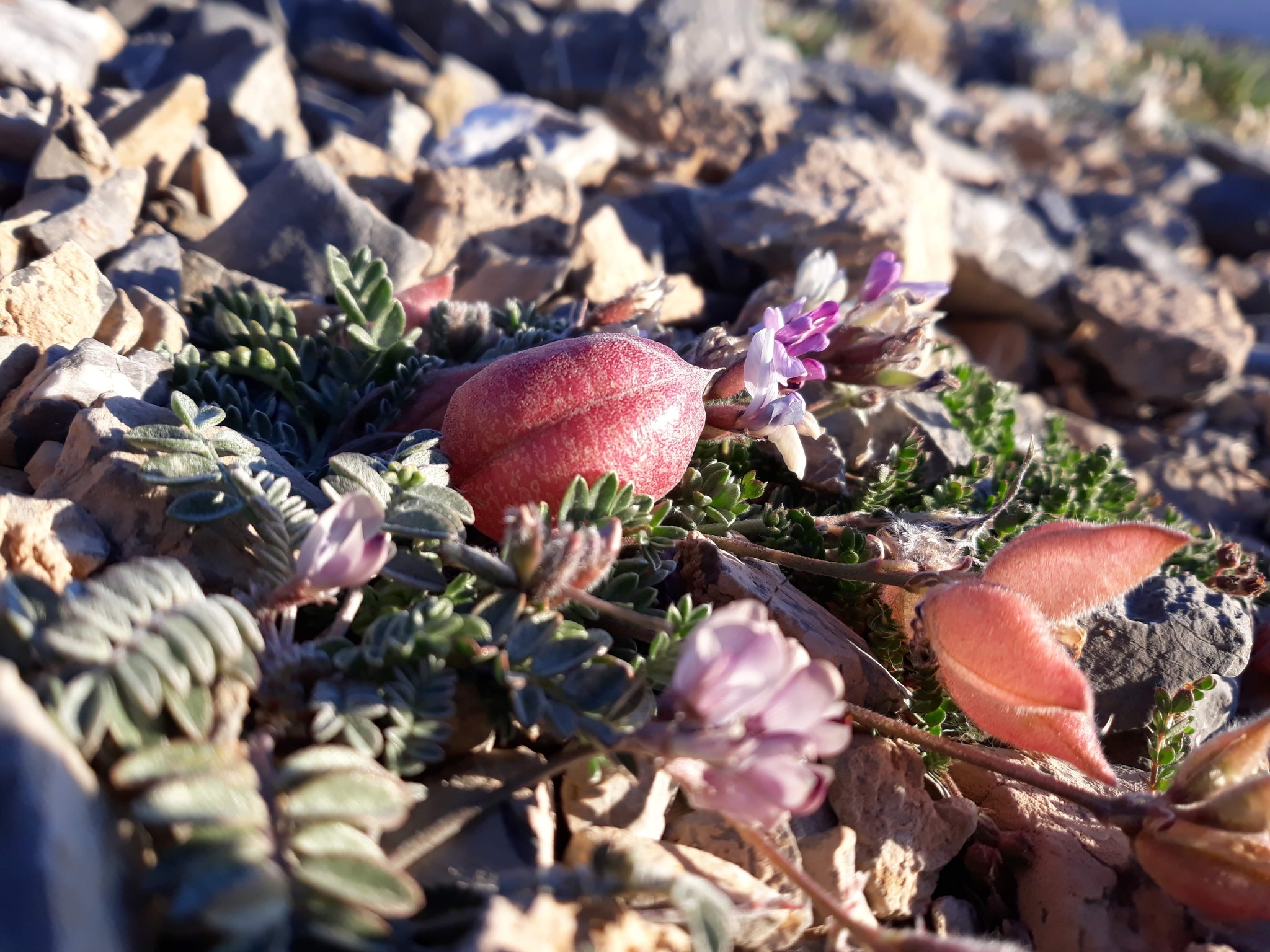 Astragalus platytropis