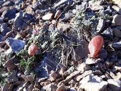 Astragalus platytropis